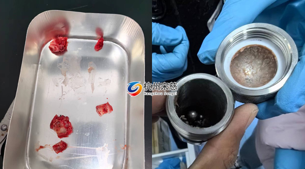 宋慈多樣品組織研磨儀顯神威|大鼠頭骨RNA提取輕松搞定！